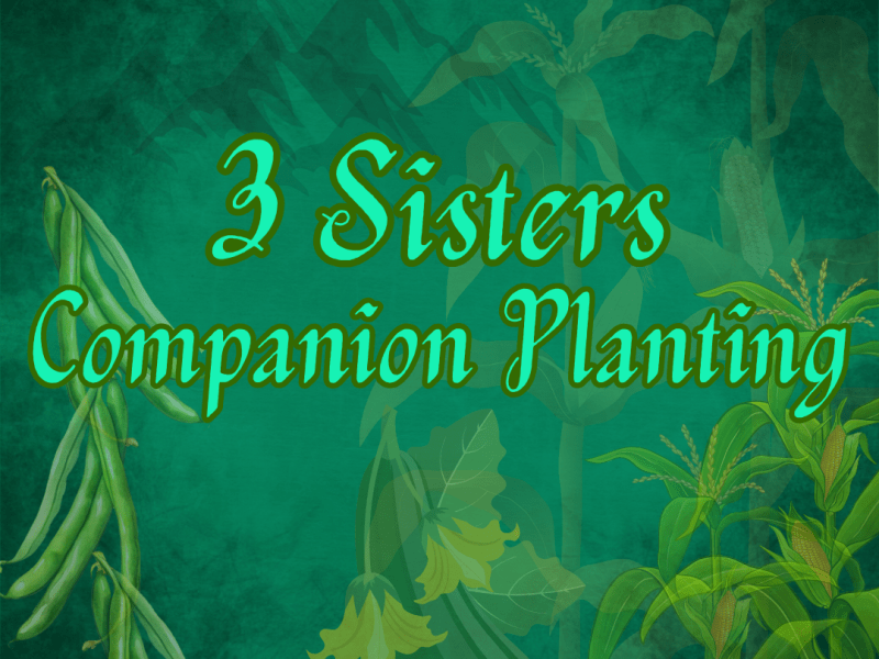 Gardening 101 – 3 Sisters&nbsp;Planting