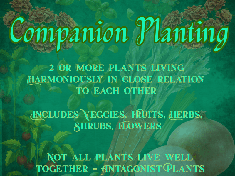 Gardening 101 – Companion&nbsp;Planting