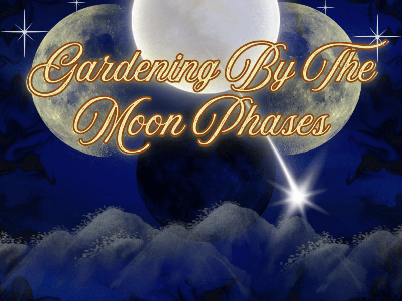 Gardening By The Moon&nbsp;Phases